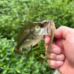 ラージマウスバス