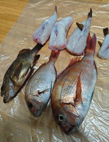 タイの釣果