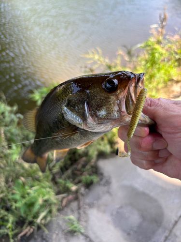 ラージマウスバスの釣果