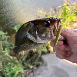 ラージマウスバス