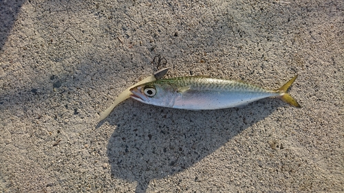 サバの釣果