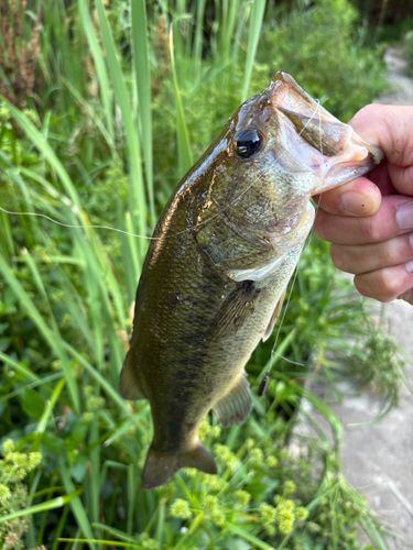 ラージマウスバスの釣果