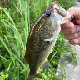 ラージマウスバス