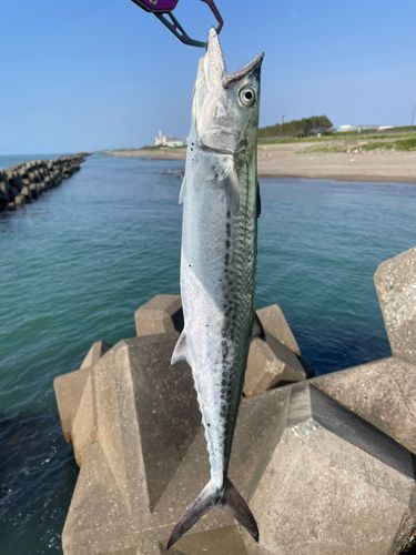 サゴシの釣果