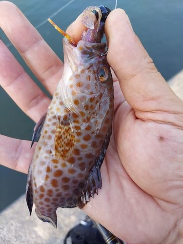 オオモンハタの釣果