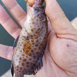 オオモンハタ