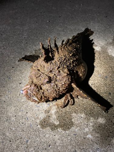 オニオコゼの釣果