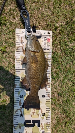 スモールマウスバスの釣果