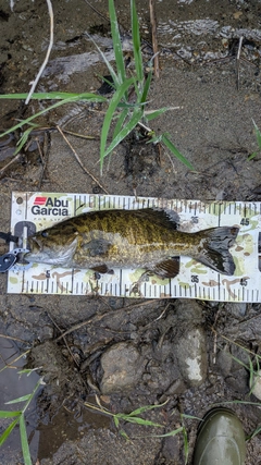 スモールマウスバスの釣果