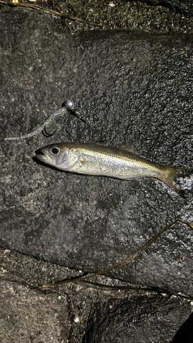 ムツの釣果