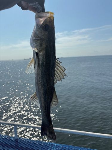 フッコ（マルスズキ）の釣果