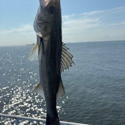 フッコ（マルスズキ）