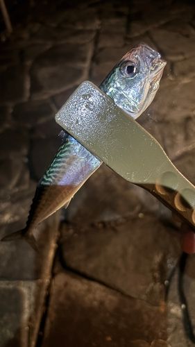 サバの釣果