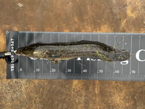 ライギョの釣果