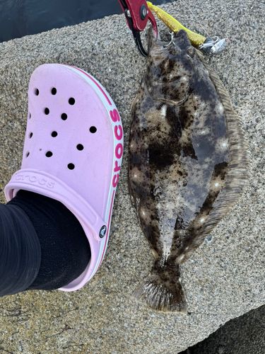 ヒラメの釣果
