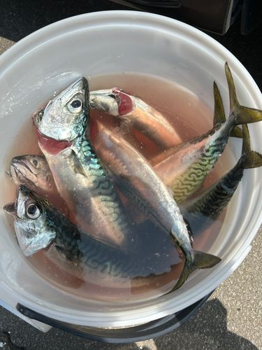 サバの釣果