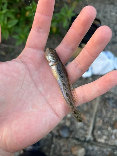 マハゼの釣果