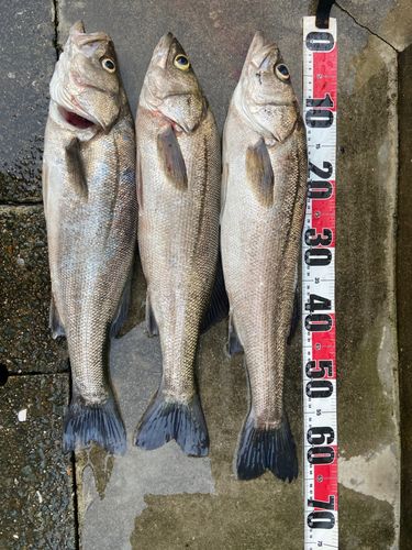 シーバスの釣果