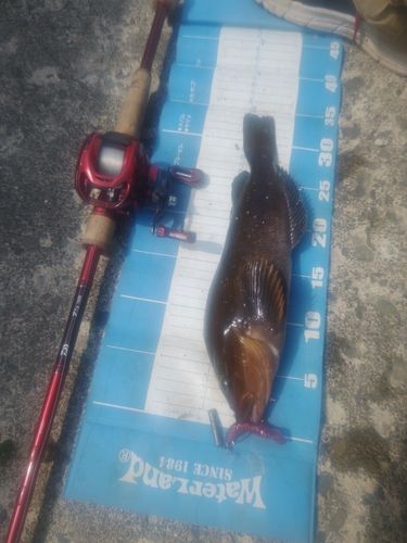 アブラコの釣果