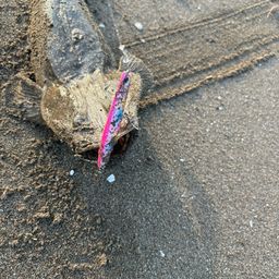 マゴチ