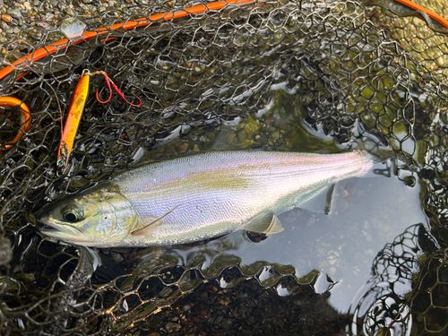 チップの釣果
