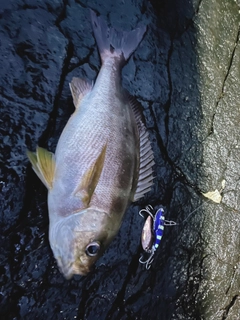 イサキの釣果