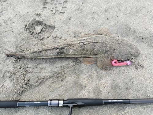 マゴチの釣果