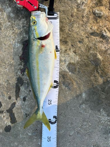 ワカシの釣果