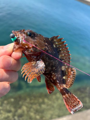 カサゴの釣果