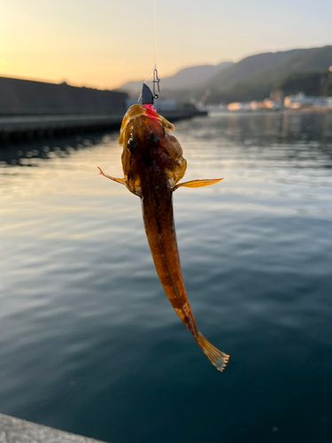 アカハゼの釣果