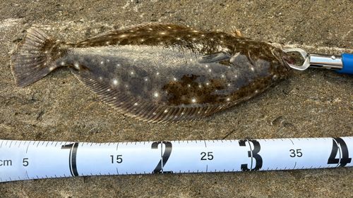 ヒラメの釣果