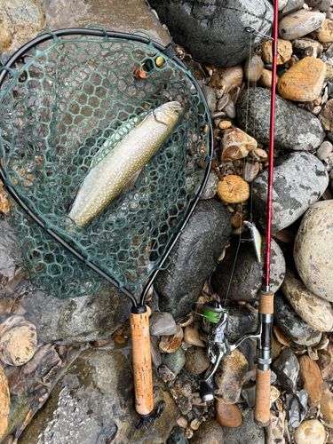 イワナの釣果