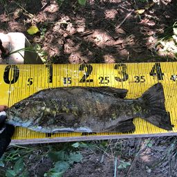 スモールマウスバス