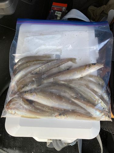キスの釣果