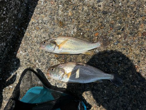 イシモチの釣果