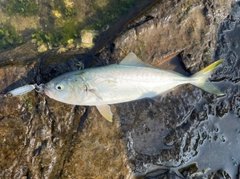ワカシの釣果