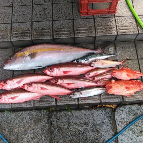 カンパチの釣果