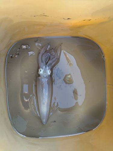 マメイカの釣果