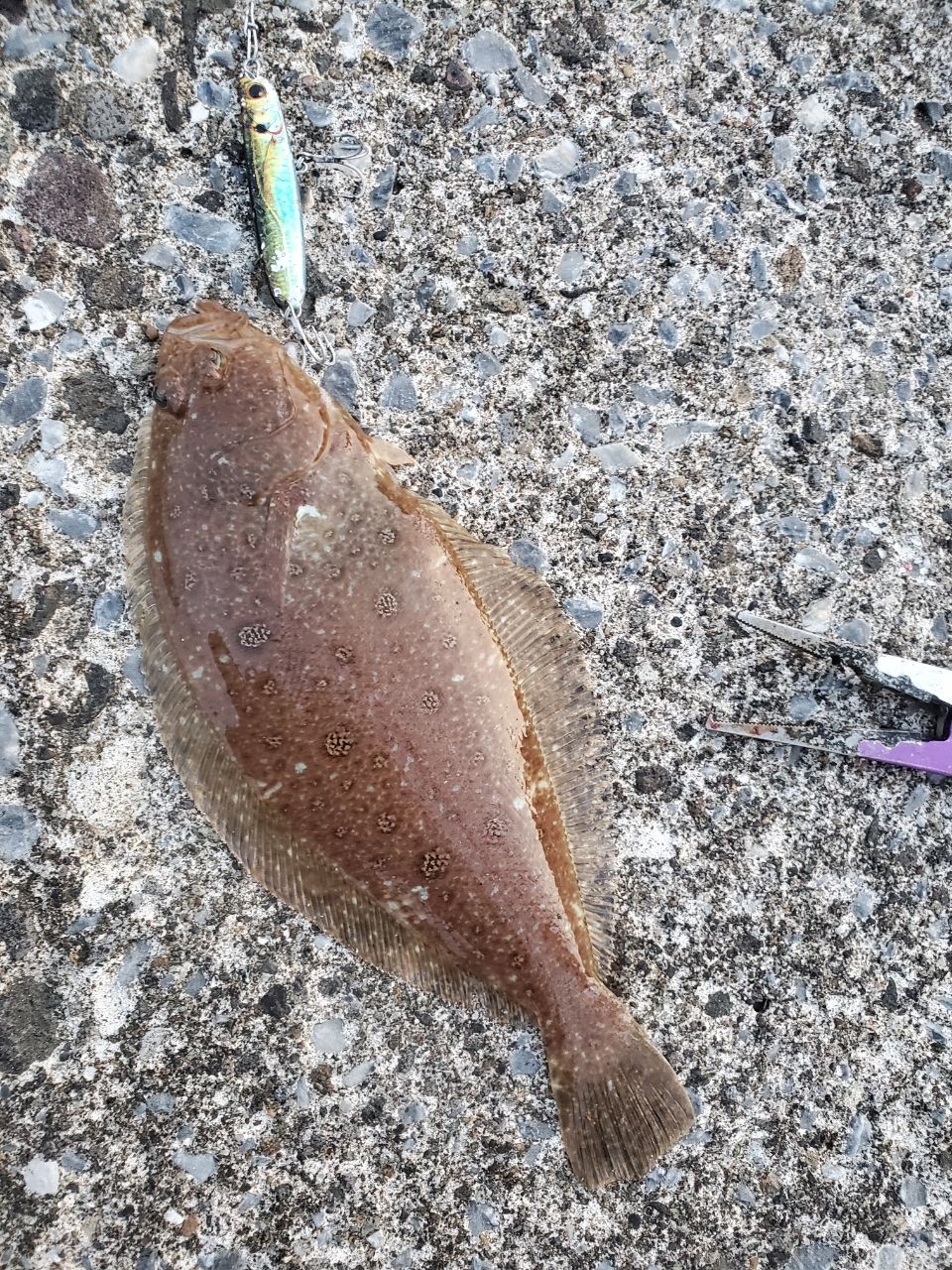 ミズクサガレイ