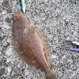 ミズクサガレイ