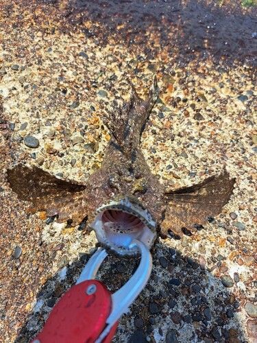 オニオコゼの釣果