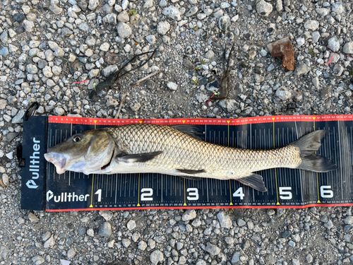 ニゴイの釣果