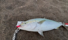 ブリの釣果
