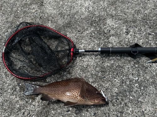 オオモンハタの釣果