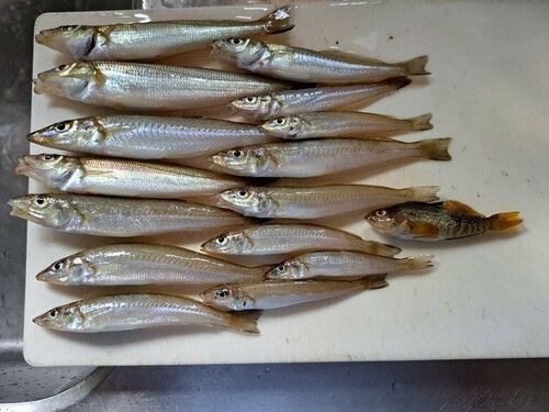 シロギスの釣果