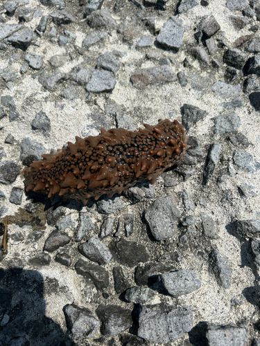 ナマコの釣果