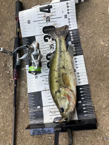 ラージマウスバスの釣果