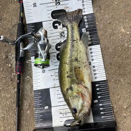 ラージマウスバス