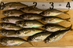 マアジの釣果