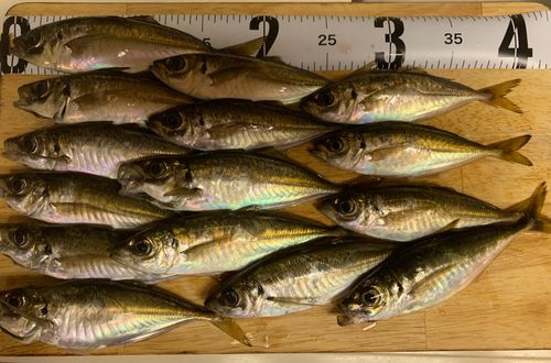 マアジの釣果